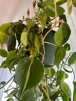 Trailing Philodendron brazil heartleaf