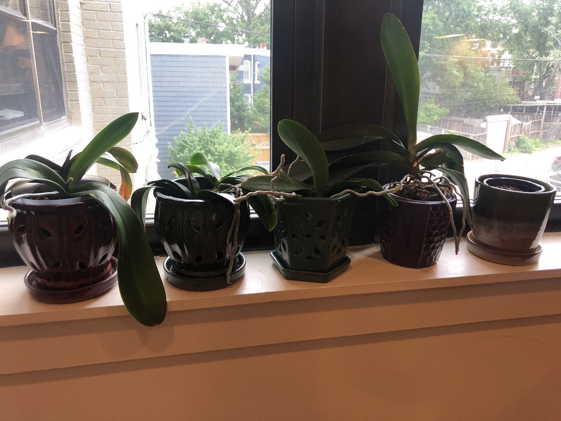 5 orchid or plant pots