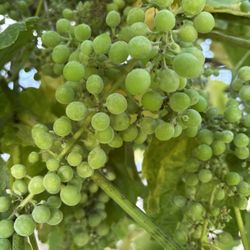 Table Grapes 
