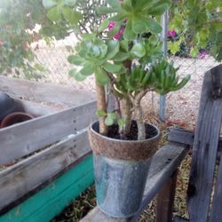 Succulent Arrangements,   6-in Pots,  20 Of Them,   $12 Each