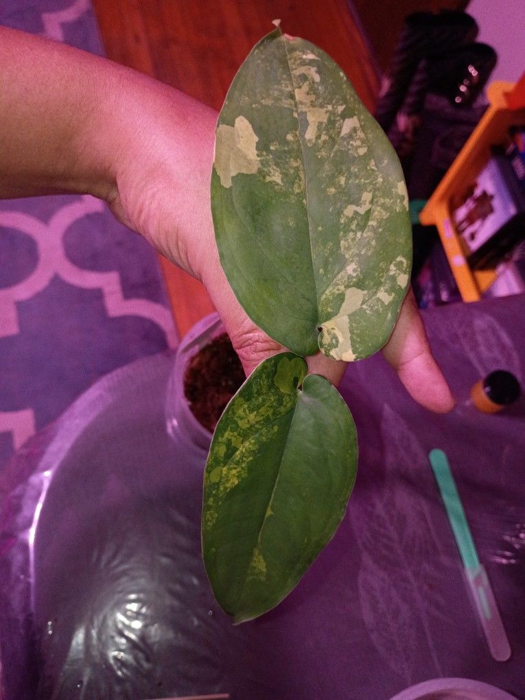 Variegated Chiapense