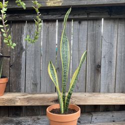 Small Mother-in-Law or Snake Plant 