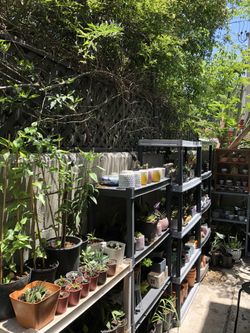 Plants pots succulents cactus flowers Buddha Thailand Bali India starting at $3