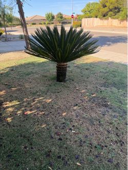 Sago Palm