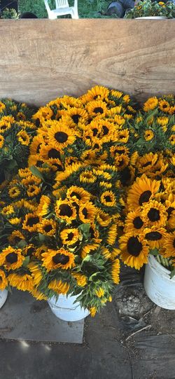 Sun flower 🌼