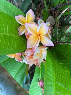 Peach plumeria