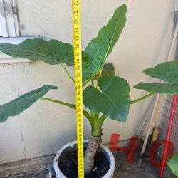 Plant