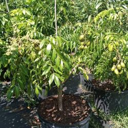 June Plum Dwarf Fruiting Trees Arboles De Jobo Manzana De Oro Enb3gal