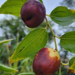Jujube Tree