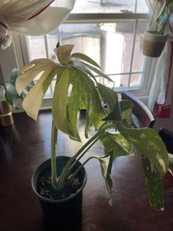 Monstera Constellation