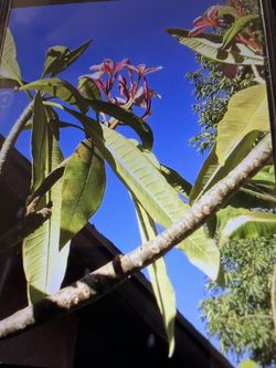 Plomeria Morada Y Rosita