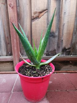 Aloe Vera 🪴 
