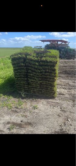 Palmetto sod