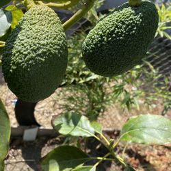 Hass Avocado Tree