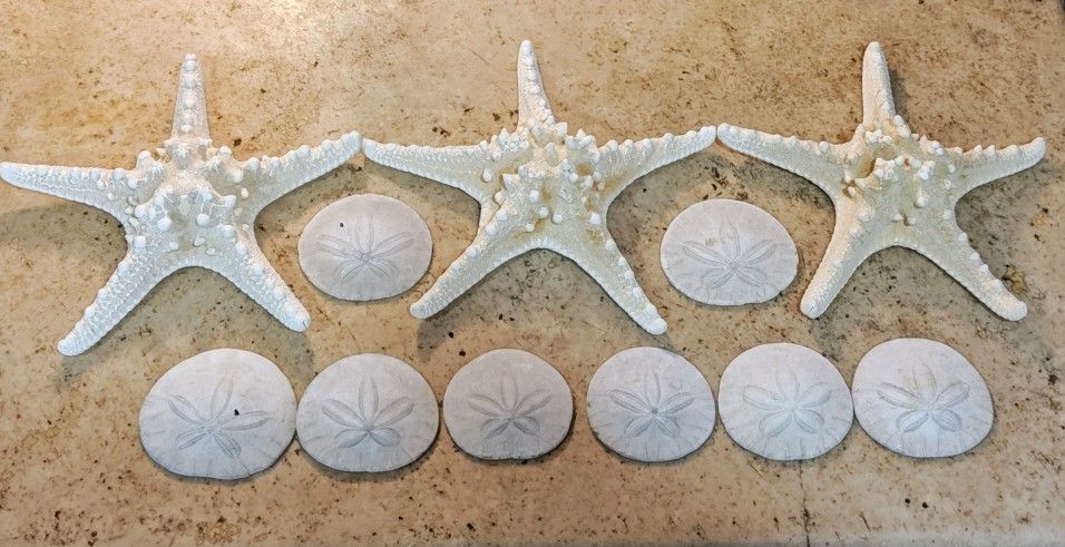 Starfish/Sand Dollars 