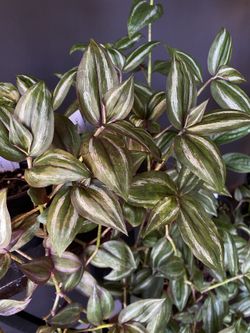 ✨ Quadricolor Tradescantia | 4" pot✨