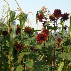 Girasol Chocolate / Sunflower Chocolate