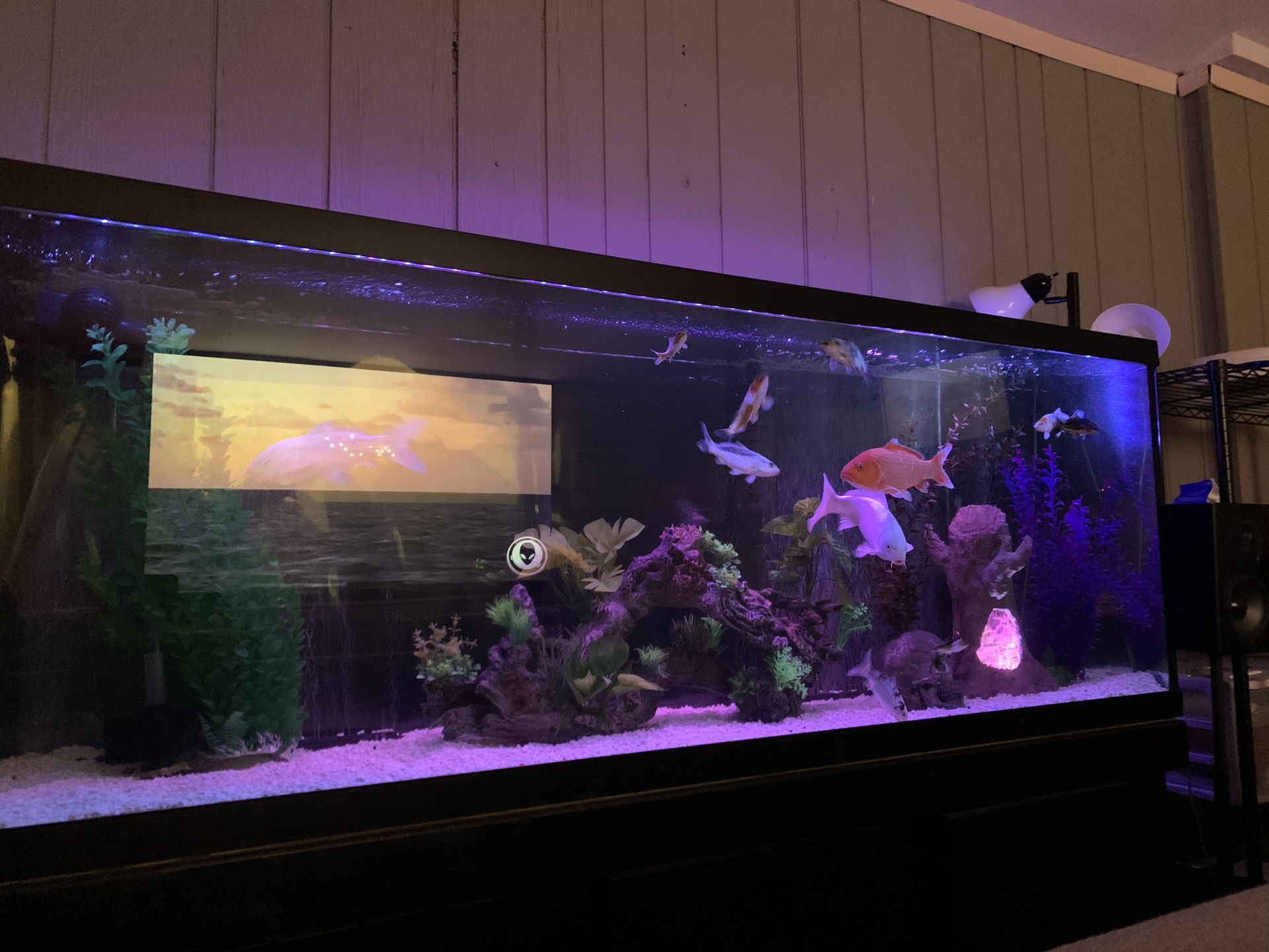 Fish Tank 150 Gallons