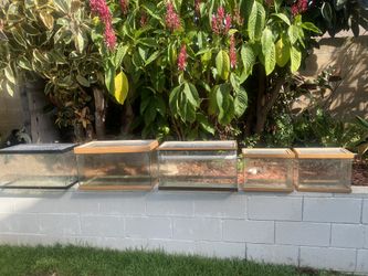 Reptile Tanks