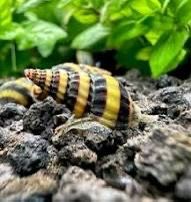 Assassin decoration snails