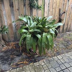 bromeliads potted plants and other plants. $10 to $60