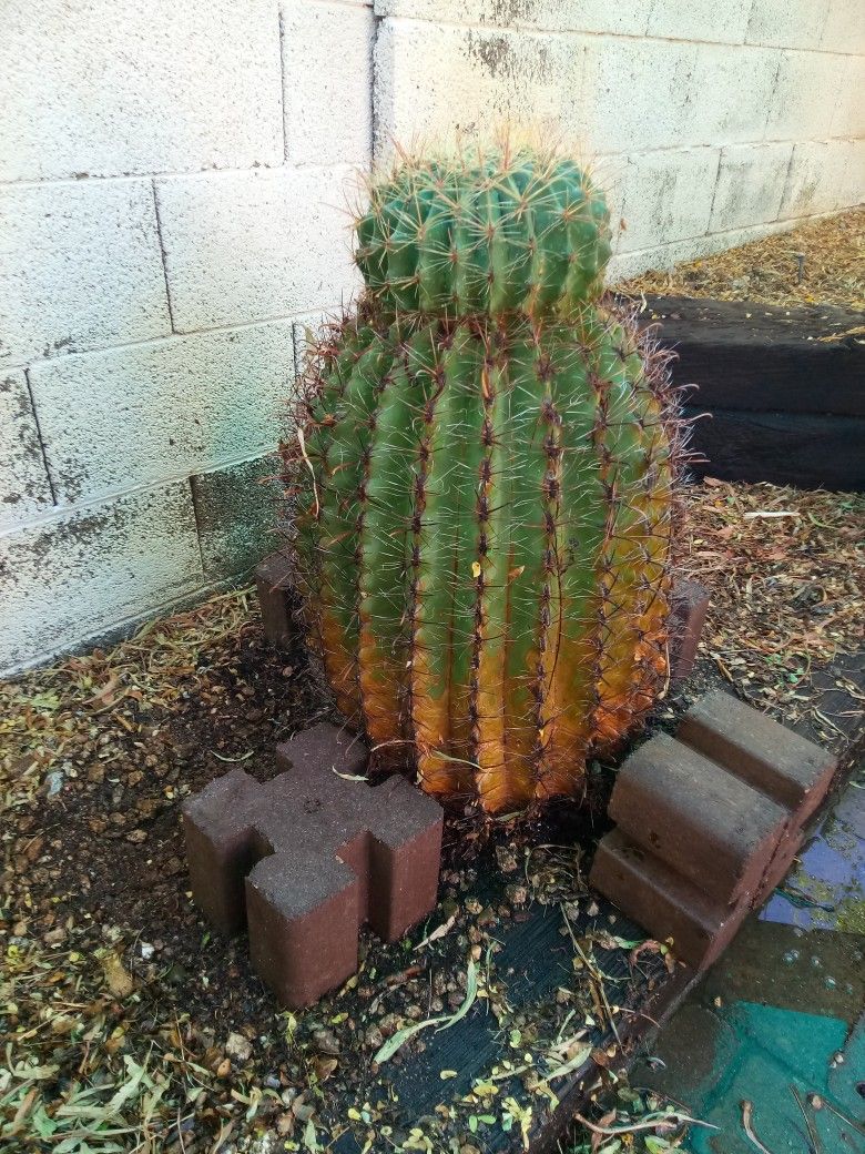 32" Tall Barrel Cactus