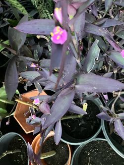 Flower Plant