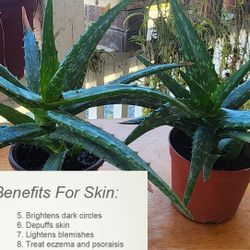 X2  aloe vera plants/Savila    