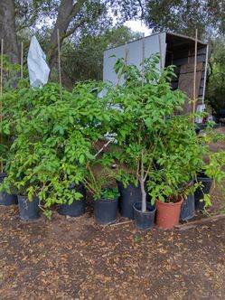 Chile Manzano ( bigger than habanero)