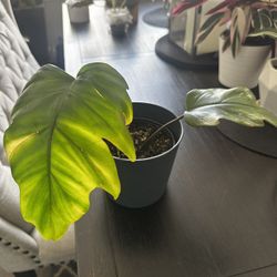Prismacolor Philodendron