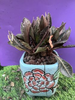 Rare Euphorbia Francoisii Brown Knight Cactus Plantlive Rooted , get 2 free succulent cuttings