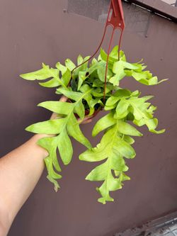 6” fern leaf cactus