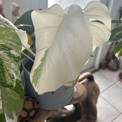Monstera Albo Cutting
