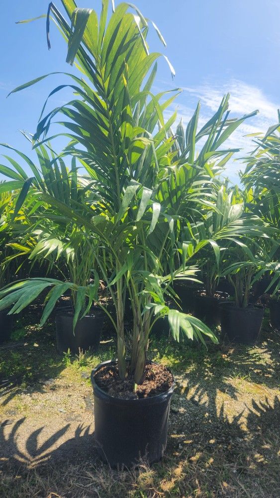 Beautiful Christmas Palms About 6 Feet Tall!!! Fertilized 