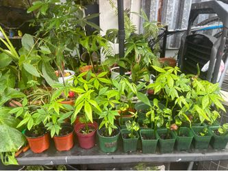 Tiny and thriving money trees . (Pachira Aquatica)