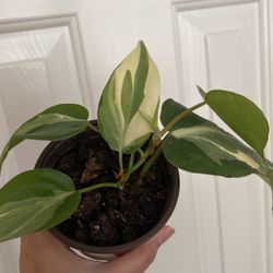 Beautiful Philodendron Rio Sport Plant