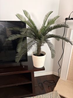 Home decor plant