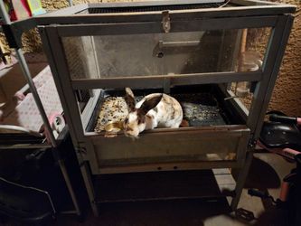 Bunny cage