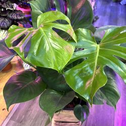 Monstera Plant Full And Healthy Plant 