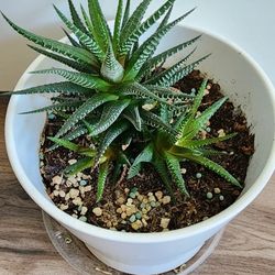 Indoor Haworthia Succulents (Zebra Succulents)