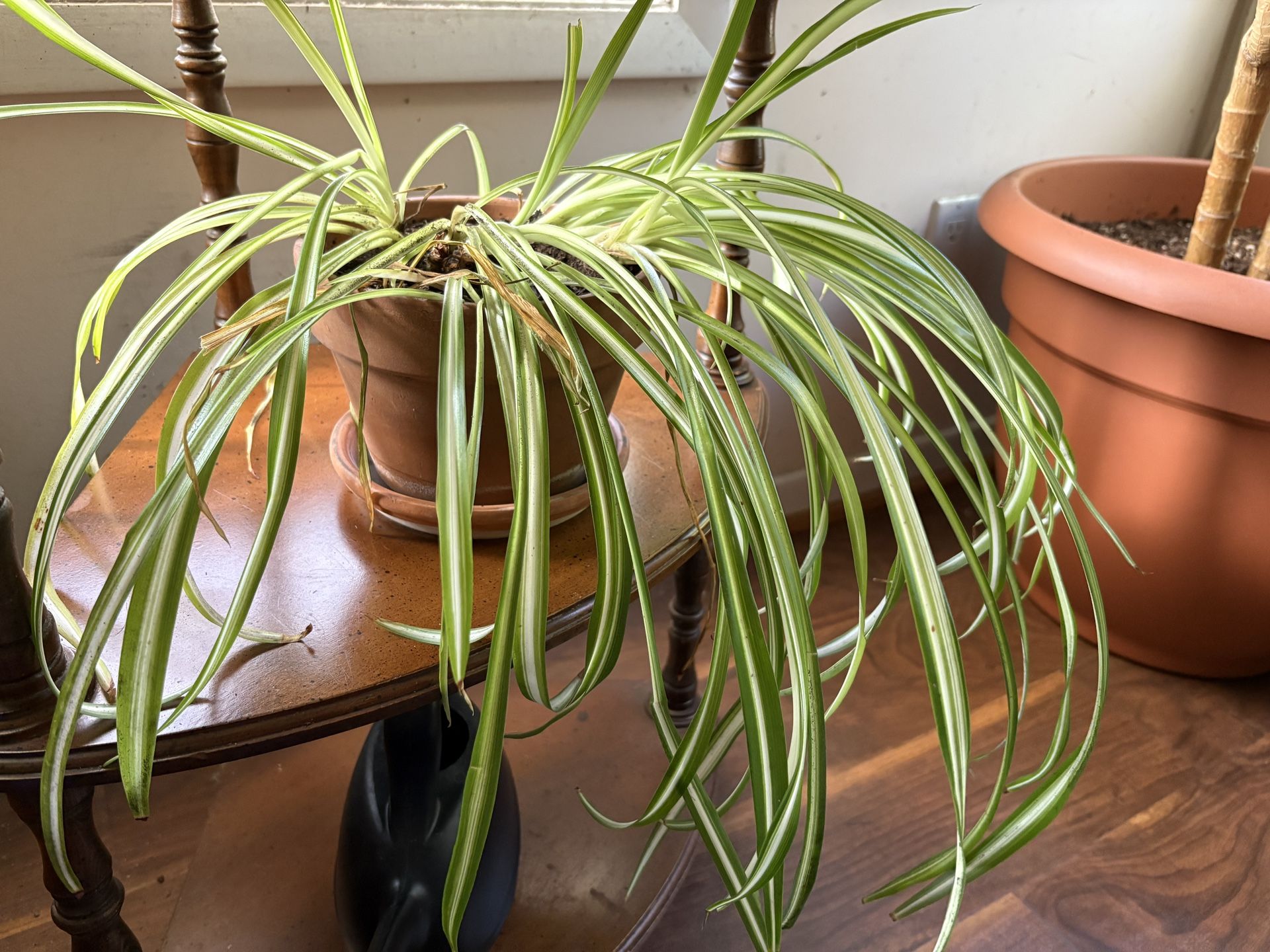 Spider Plant A