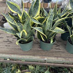 Snake Plant Sansevieria Plant 