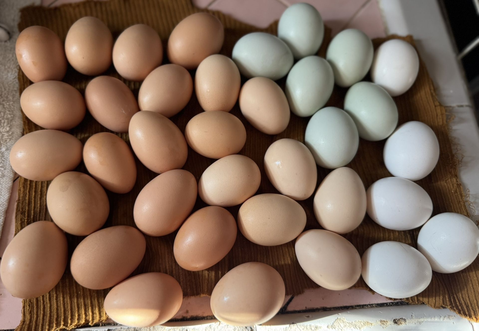 Fresh Eggs 