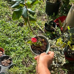 Succulent Bloom Euphorbia Non Thorn