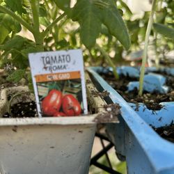 Peppers tomatoes squash eggplant
