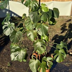 Large Monstera 