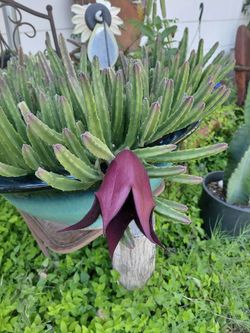 Black Bells Stapelia Succulent