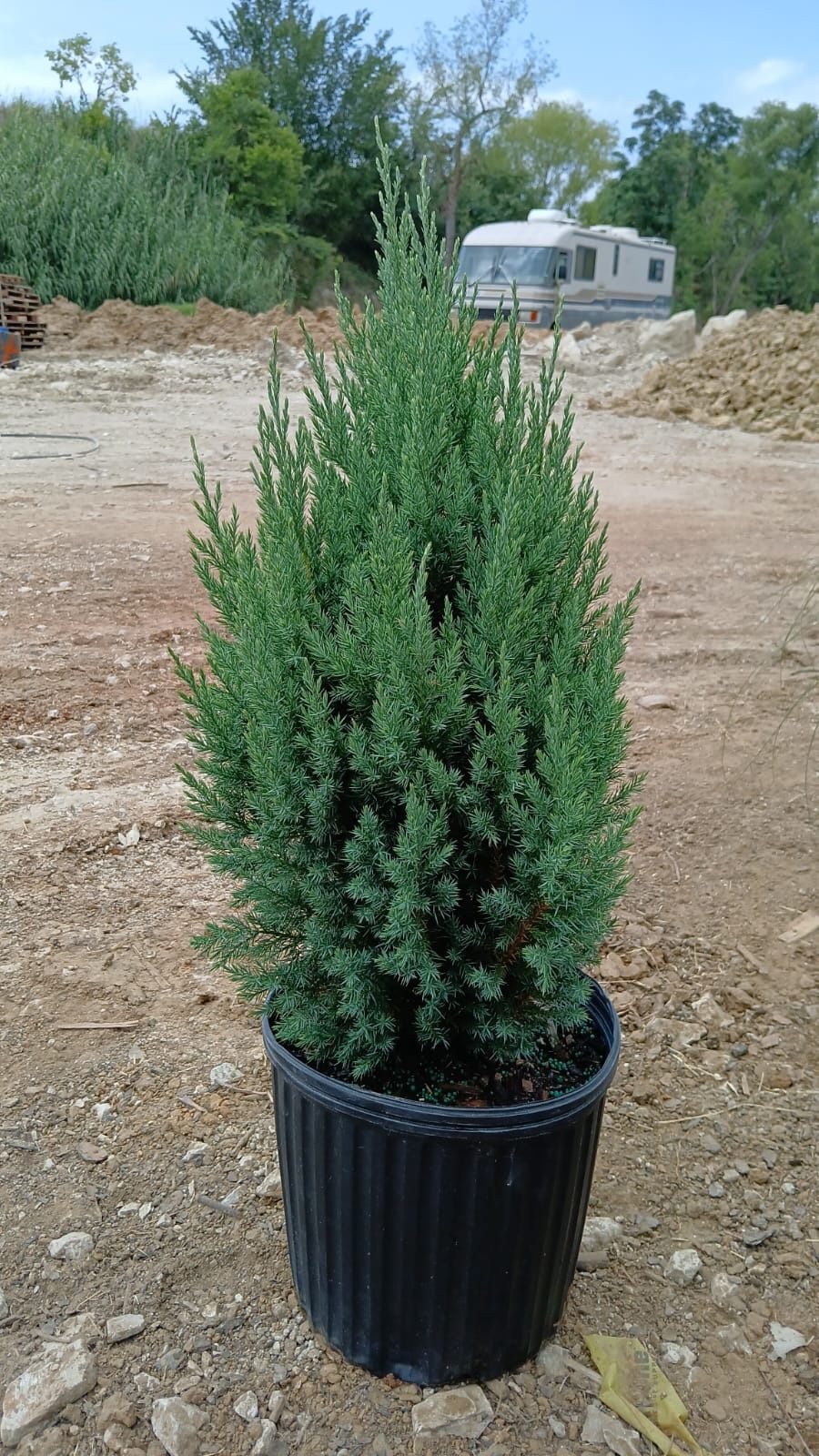 Shrubs for sale