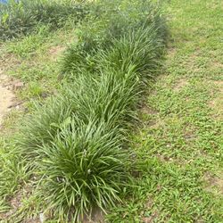 Monkey Grass