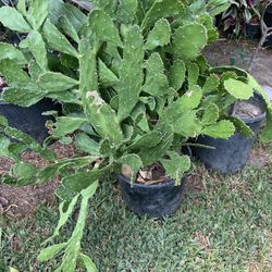 Cactus  Nopal 